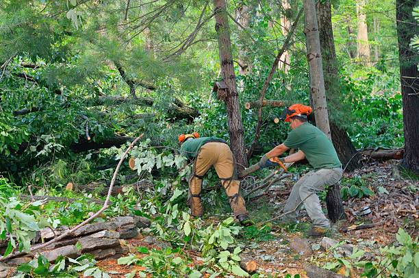 Best Tree Disease Treatment  in San Felipe Pueblo, NM